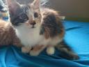 Maine Coon