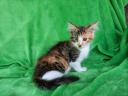 Maine Coon