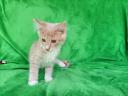 Maine Coon