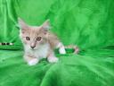 Maine Coon