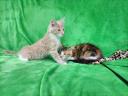 Maine Coon