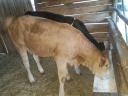 Kalb