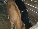 Kalb