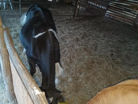 Holstein bika
