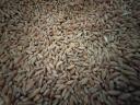Triticale