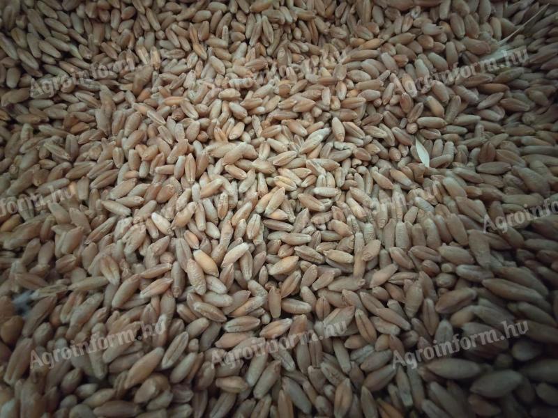 Triticale