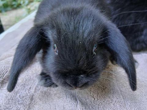 Kossoru logó fülű törpe nyuszi Kossoru logó fülű törpe nyuszi