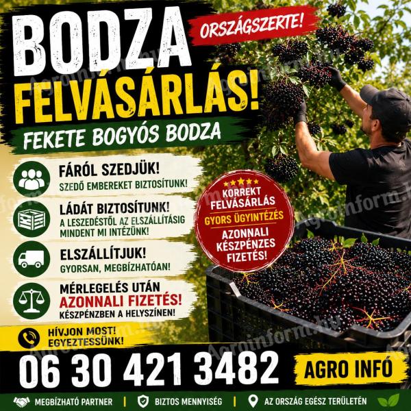 Holunderbeere