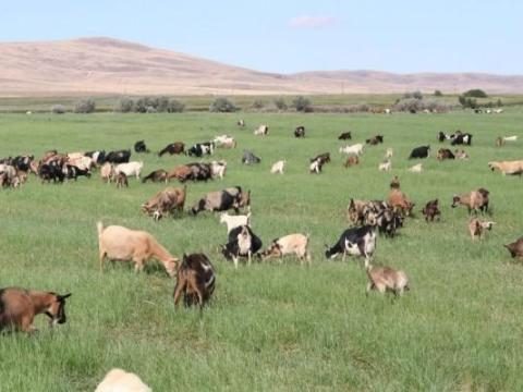 Kisgidák