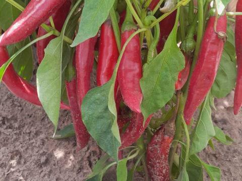 Fűszerpaprika