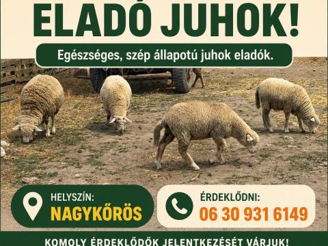 Birkák Birkák