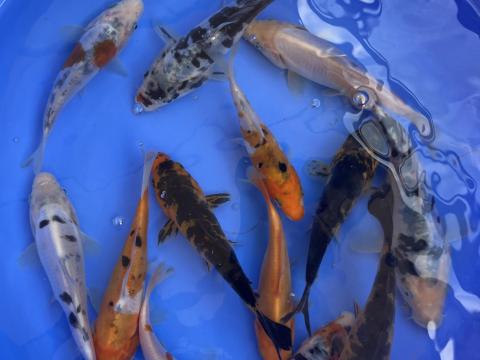 Koi pontyok, egyéb egynyaras/előnevelt halak Koi pontyok, egyéb egynyaras/előnevelt halak
