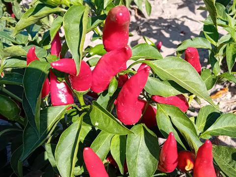 Fűszerpaprika Fűszerpaprika