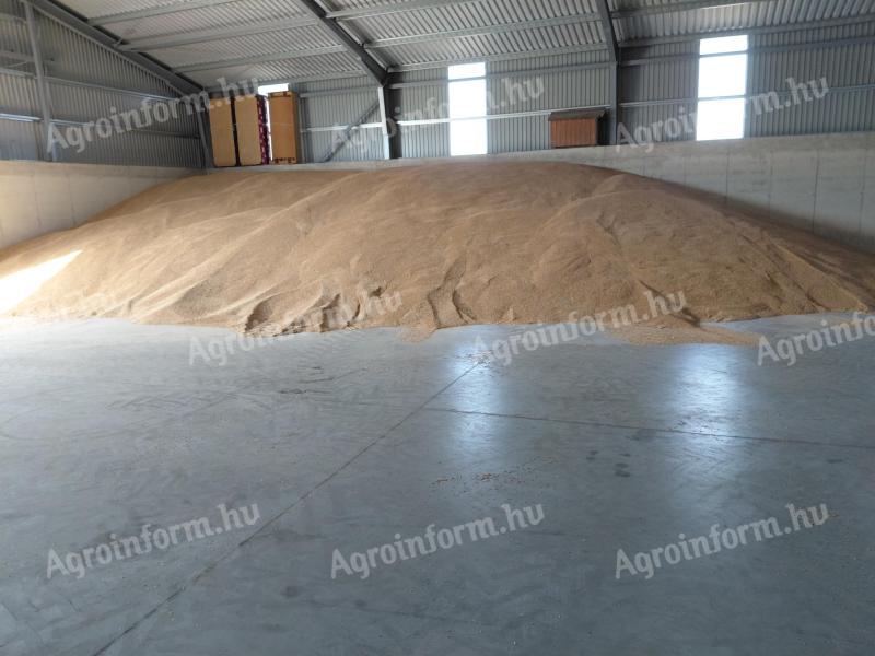 Triticale