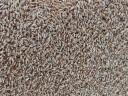 Triticale