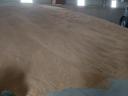 Triticale