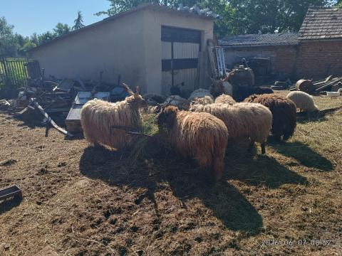 Racka eladó Racka eladó