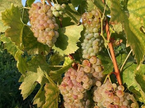 Balatonfüred-Csopaki olasz rizling