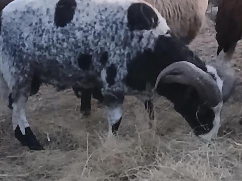Négyszarvú, jákob, jacob juh kos Négyszarvú, jákob, jacob juh kos