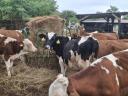 Holstein bika