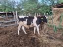 Holstein bika