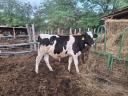 Holstein bika