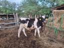 Holstein bika