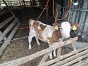 Ungarischer gefleckter Bulle