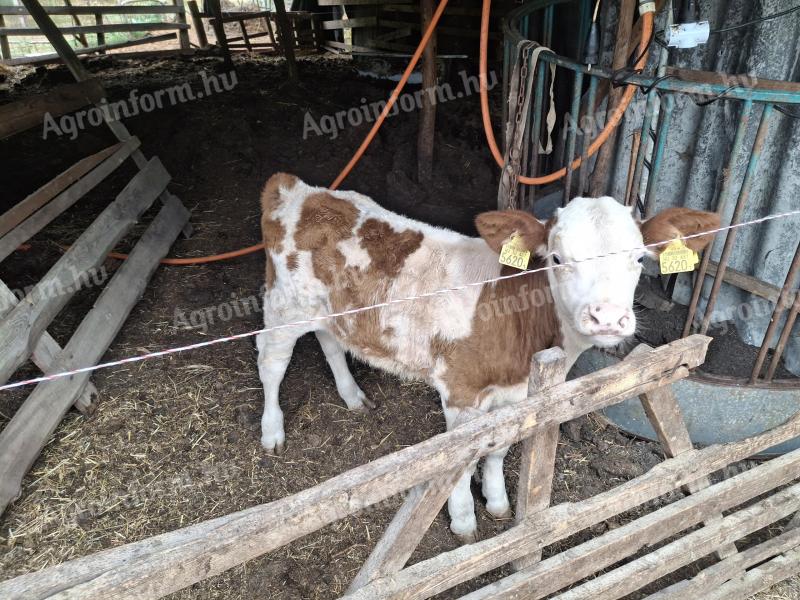 Ungarischer gefleckter Bulle