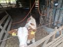 Ungarischer gefleckter Bulle
