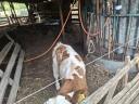 Ungarischer gefleckter Bulle