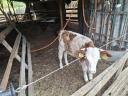 Ungarischer gefleckter Bulle