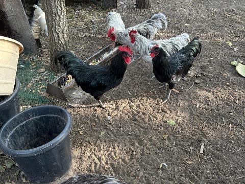 Röszkén eladó australorp kakasok Röszkén eladó australorp kakasok