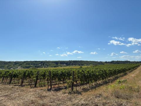 1,8 ha szőlő – Sopron,  Steigler dülő