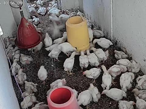 Fehér húshibrid csibék Fehér húshibrid csibék