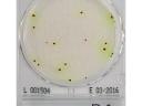 Compact Dry PA - pseudomonas aerugionsa viszgálatához