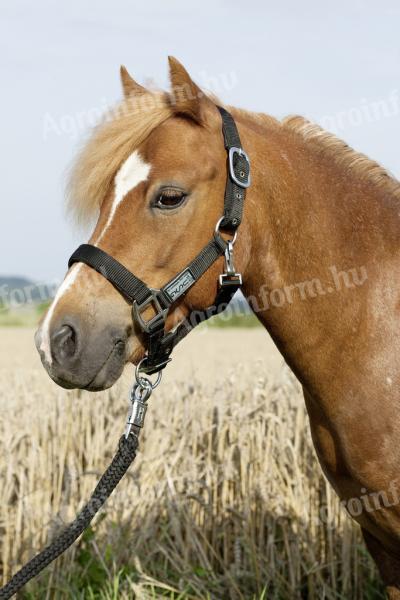 USG Bélelt kötőfék, fekete, full