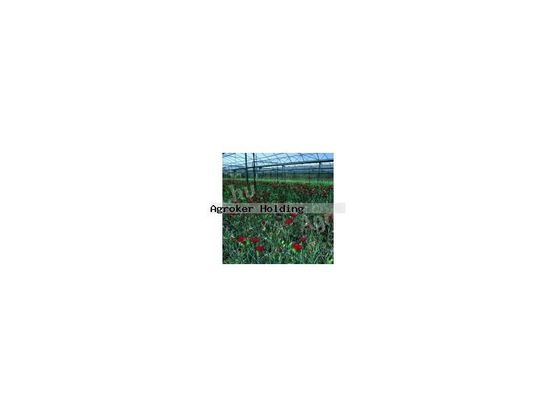 SZEGFŰHÁLÓ  1,2X50 M 120/8 150X150 120240
