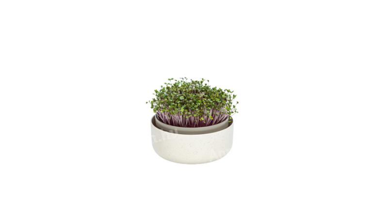 Plastia microgreens csíráztató edény - bézs