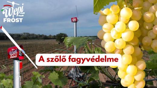A szőlő fagyvédelme – A 2026-os fagykárok tapasztalatai alapján A szőlő fagyvédelme – A 2026-os fagykárok tapasztalatai alapján